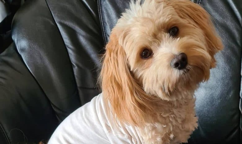 a Havanese sitting and tilting its head
