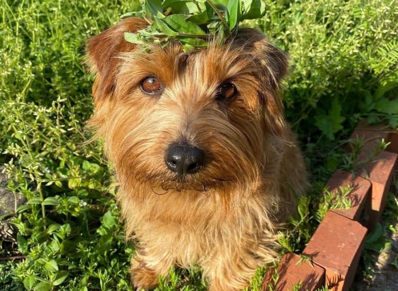 a Norfolk Terrier with leaves on head while sitting