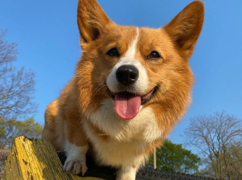 a happy Corgi on top an a-beam
