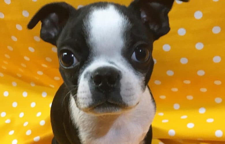a Teacup Boston Terrier standing on a yellow polka dot background