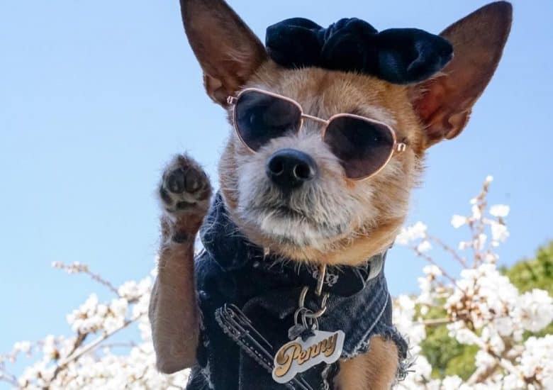 a Chorkie wearing a denim jacket and beret
