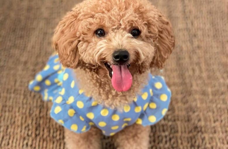a Poodle wearing a yellow polka dot shirt