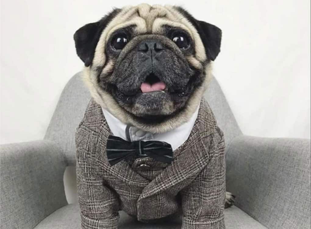 20 Best Dog Foods for Pugs 2023 (Premium & Budget) K9 