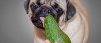 a Pug licking a green avocado