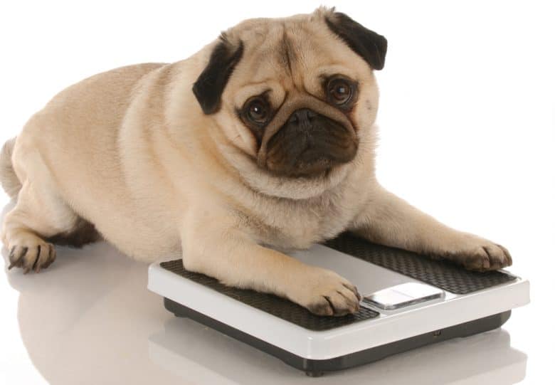 A Pug lying on a weighing scale