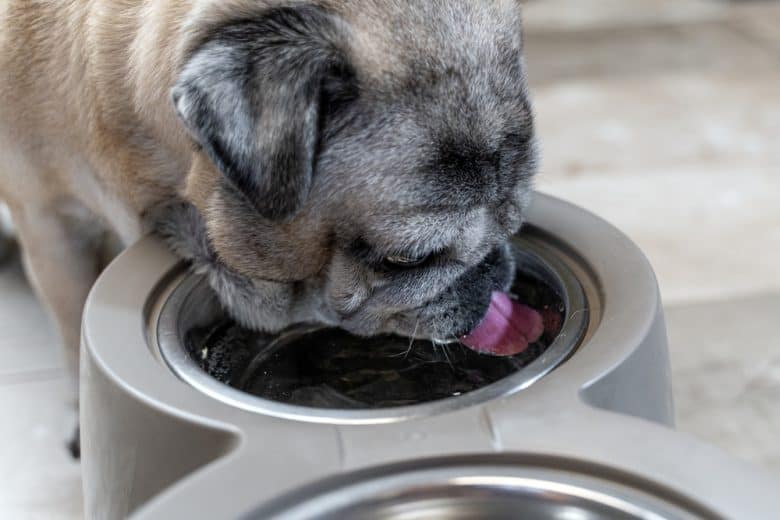 a cute Pug puppy drinking water