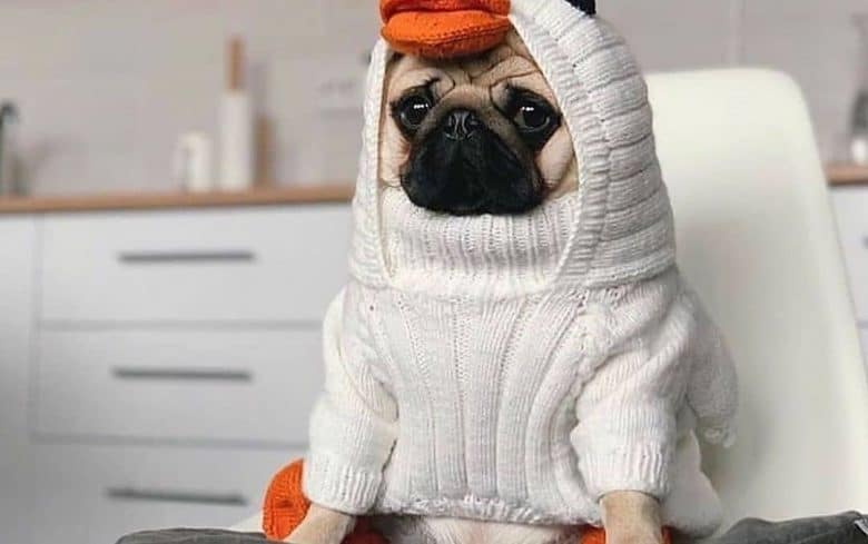 a Pug wearing a duck white costume
