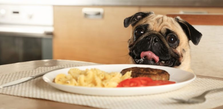 Purebred Pug dog excited for the food in the table