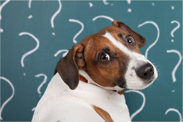 a Jack Russell Terrier looking back asking question