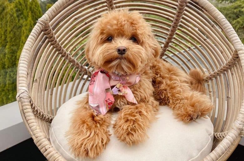 a Maltipoo laying on a soft cushioned chair
