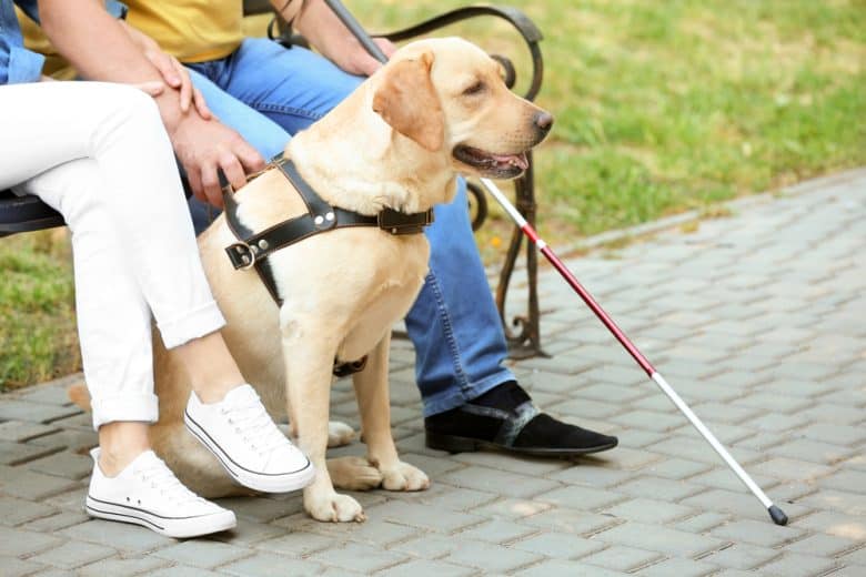 A Labrador Retriever guide sitting with a blind man