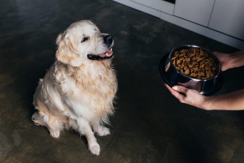 a happy Golden Retriever sitting while owner serves him dog food