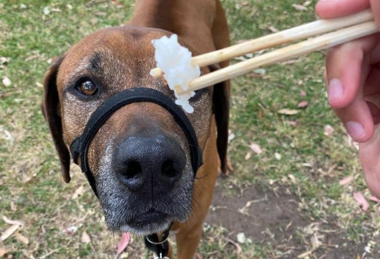a Rhodesian Ridgeback looking directly at the rice on a chopstick