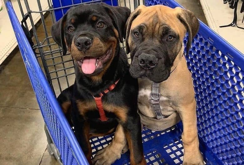 a German Rottweiler and Bullmastiff puppy ready to shop