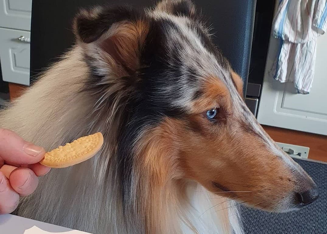 a Rough Collie looking at the side while owner gives a cookie