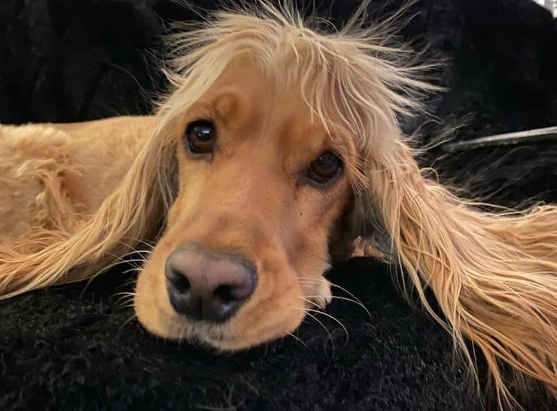 a close up image of a Cocker Spaniel with ears spread on a couch