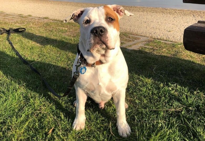 an American Staffordshire Terrier sitting near a lake