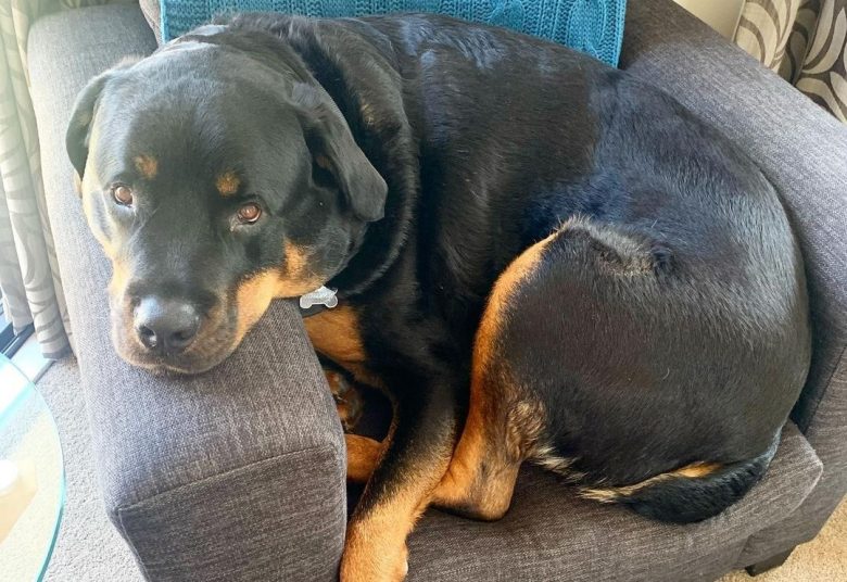a Rottie squeezing itself in an arm chair