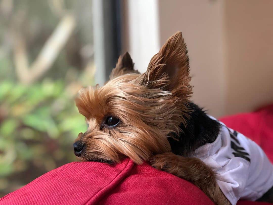 Yorkie Colors The Standard & Rare Yorkie Coat Colors K9 