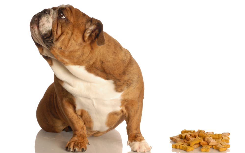 an English Bulldog refusing a dog bone treats