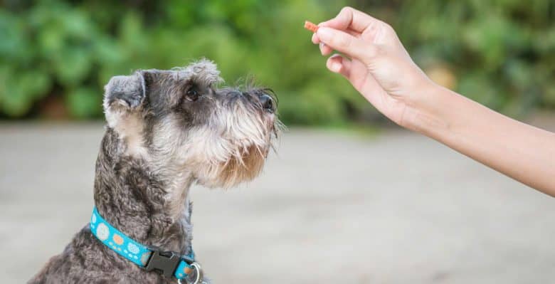 Schnauzer dog excited for the treat