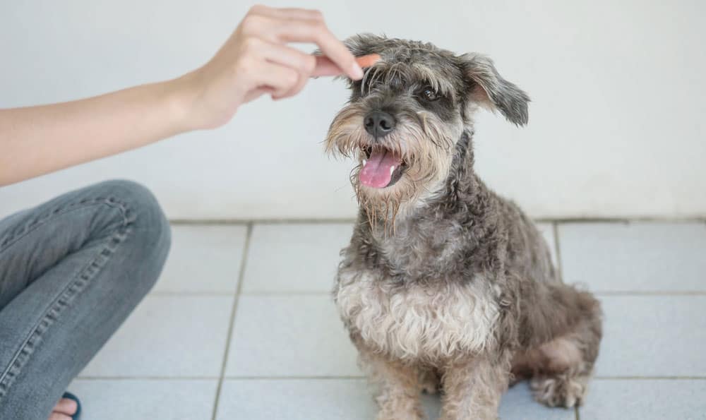 20 Best Dog Foods for Schnauzers 2023 (Premium & Budget) K9 