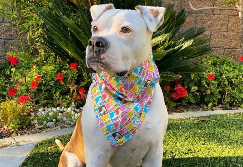 a Scott American Bulldog wearing a colorful scarf