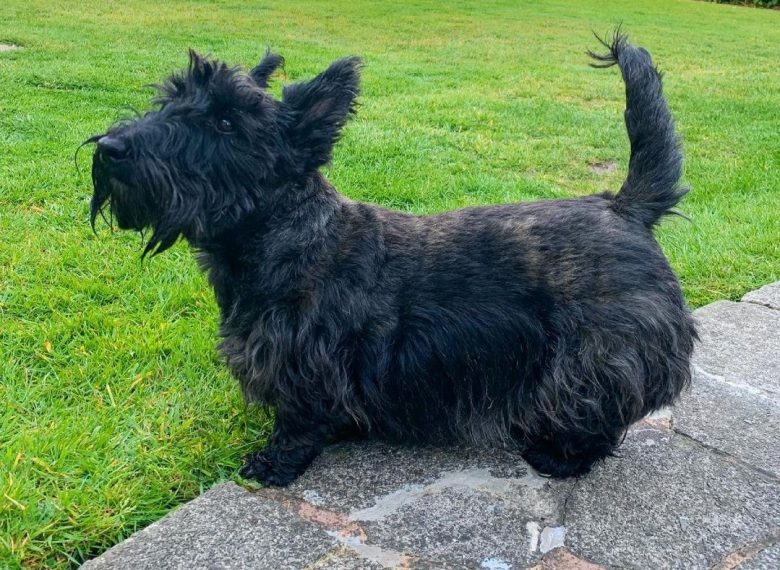 A Scottish Terrier standing with his tail up