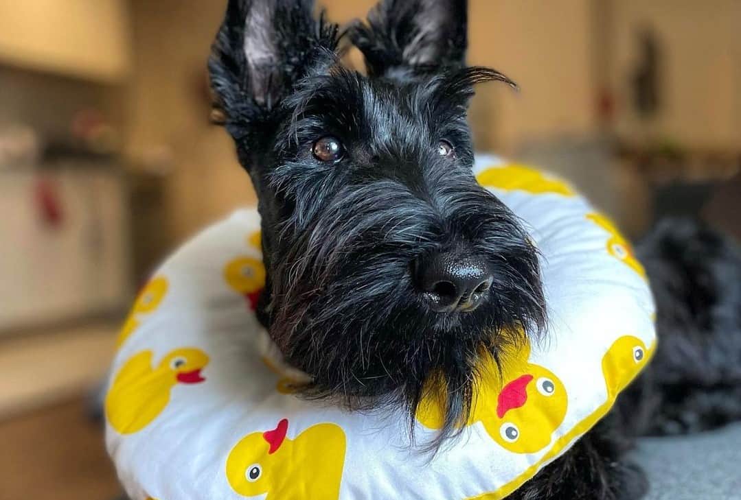 a Scottish Terrier wearing a donut cone
