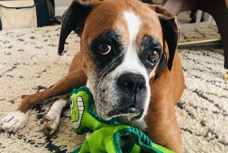 a Senior Boxer playing with its new green toy