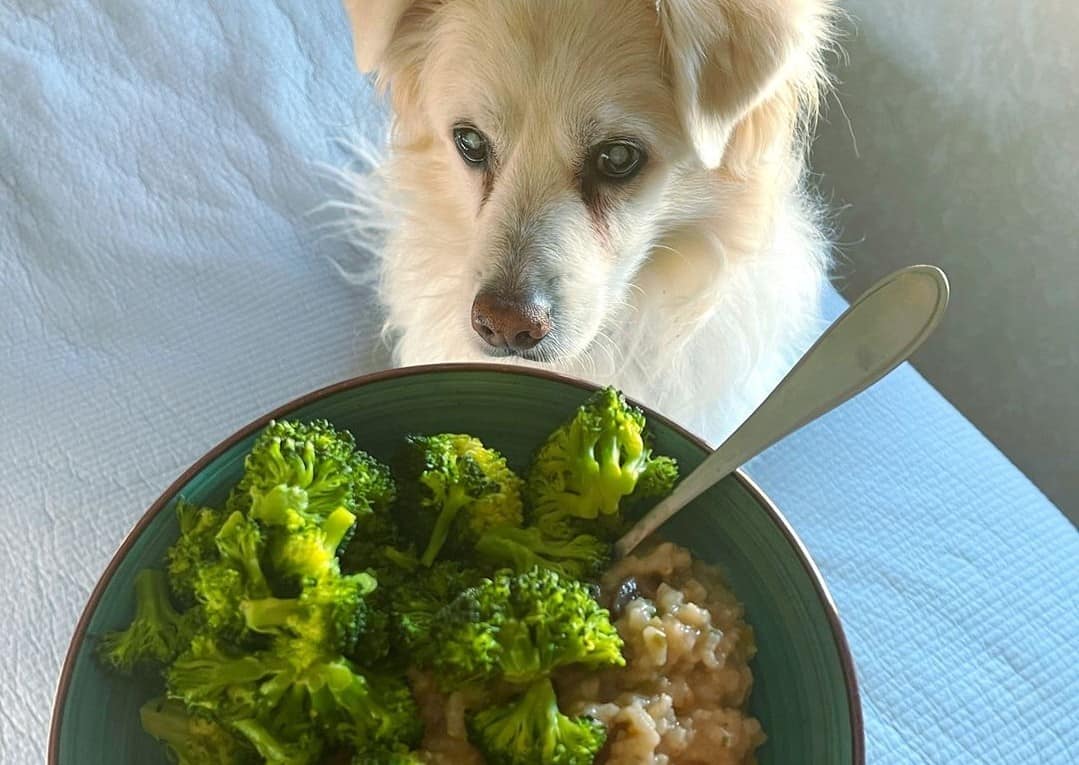 A diabetic dog looking at a bowl with broccoli and risotto