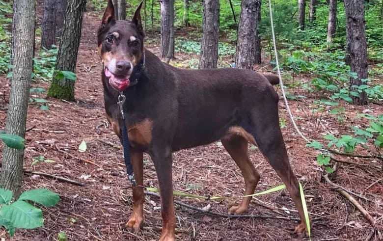 a senior Doberman standing on a forest