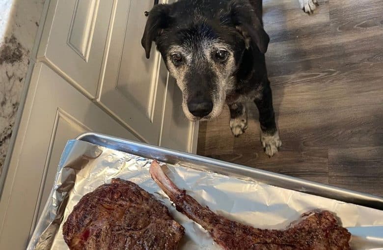 a senior dog wanting to eat dinner