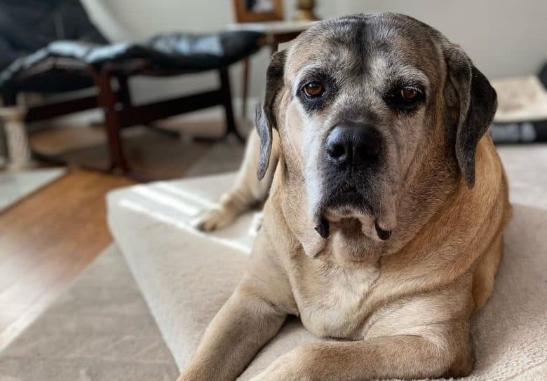 a senior English Mastiff laying on a soft bed