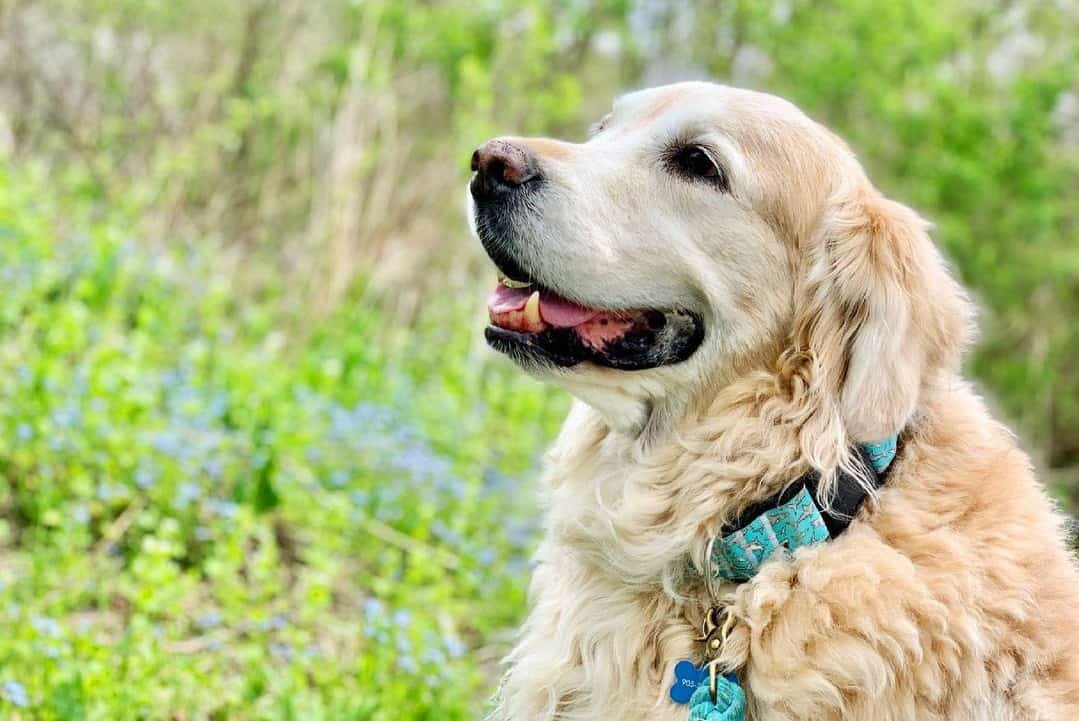 a Golden Retriever smiling and looking up