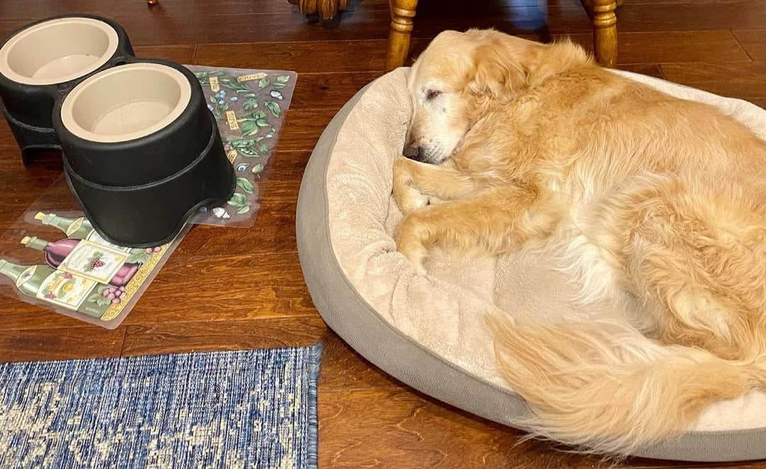A Senior Golden Retriever laying on a dog bed