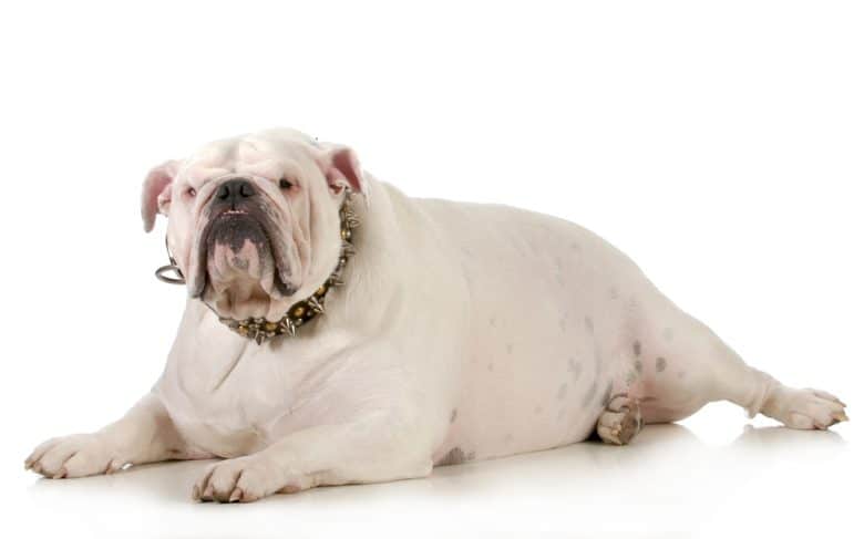 A white Bulldog laying while wearing studded collar