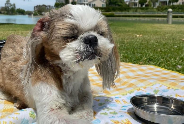 Senior Shih Tzu laying on a picnic mat