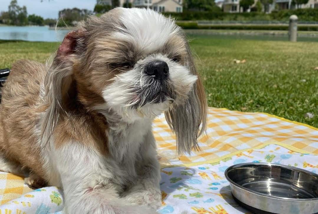 12 Best Dog Foods for Liver Disease 2023 (Premium & Budget) K9 