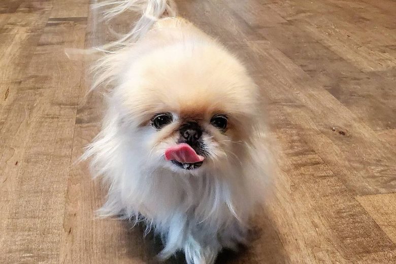a standing Micro Pekingese licking