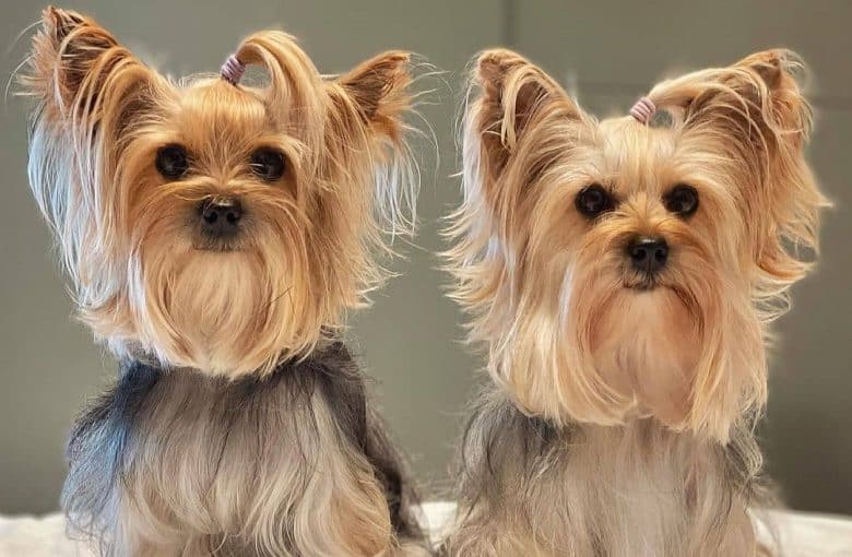 Two Yorkshire Terrier with ponytails sitting