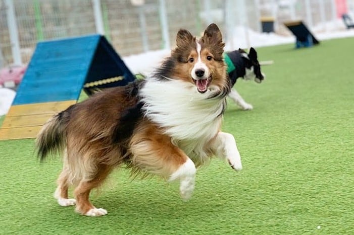 a Sheltie hopping and running while hair is flying