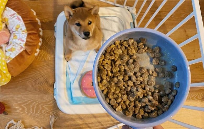 a Shiba Inu waiting for its soaked dog bowl