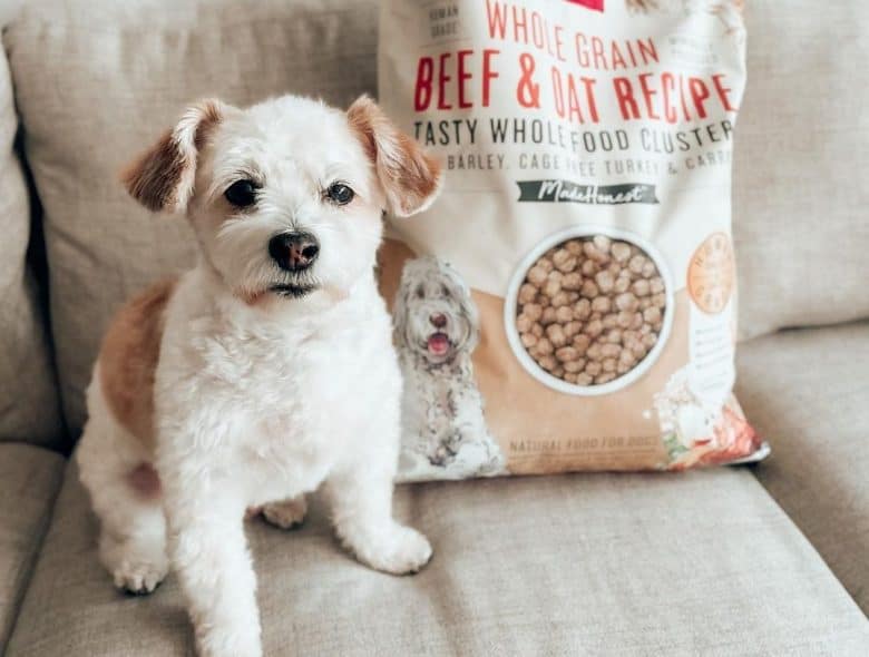 a Shihpoo sitting beside his favorite dog food