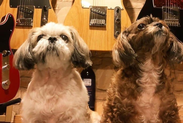 Two Shih Tzu Poodle mix dogs with guitar collection