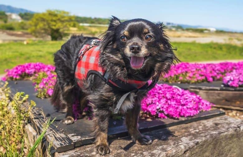 a happy black Chihuahua wearing a pink harness enjoying the purple flowers