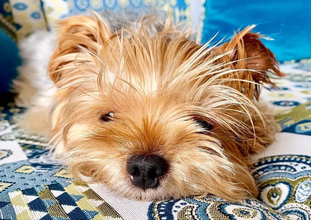 20 Best Dog Foods for Yorkies 2023 (Premium & Budget) K9 