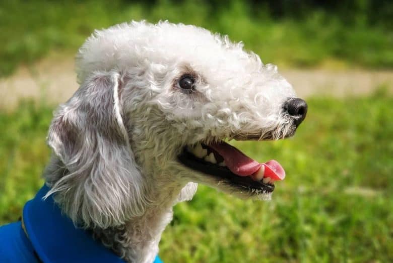 a Bedlington Terrier looking side ways