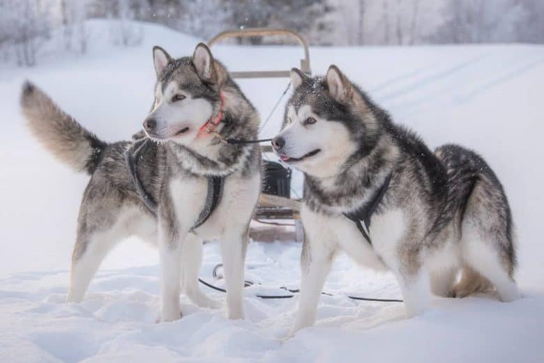 two Alaskan Malamutes ready to sled