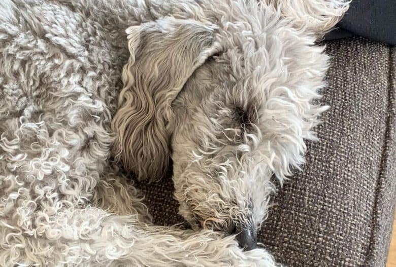 a curly-haired Bedlington Terrier laying on the couch